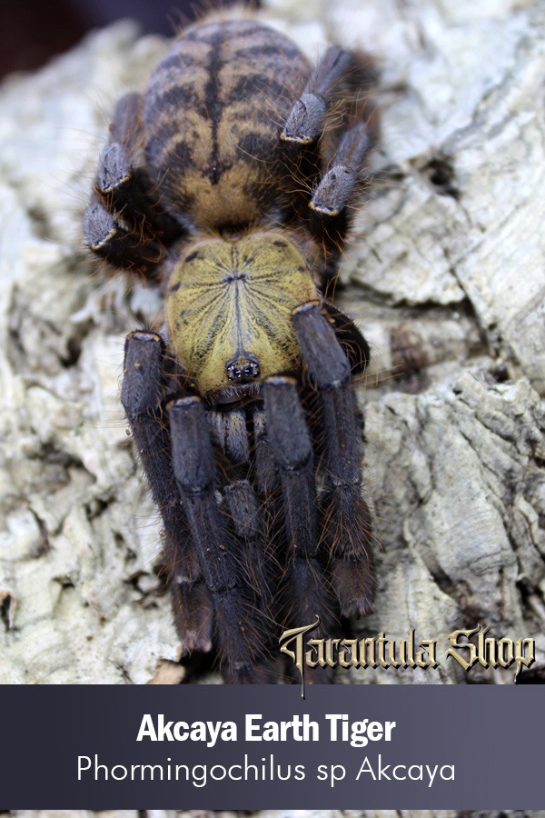 Akcaya Earth Tiger – Phormingochilus sp Akcaya