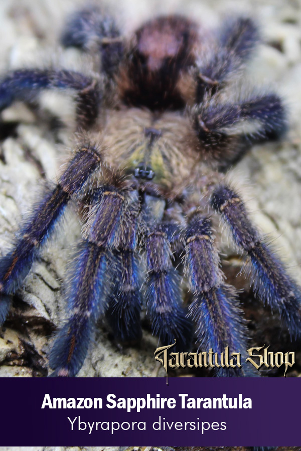 Amazon Sapphire Tarantula – Ybyrapora diversipes (5CM)