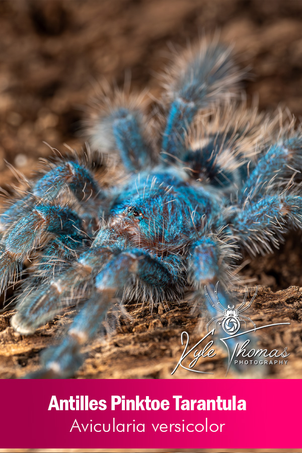 Caribbean Pink Toe – Avicularia versicolor