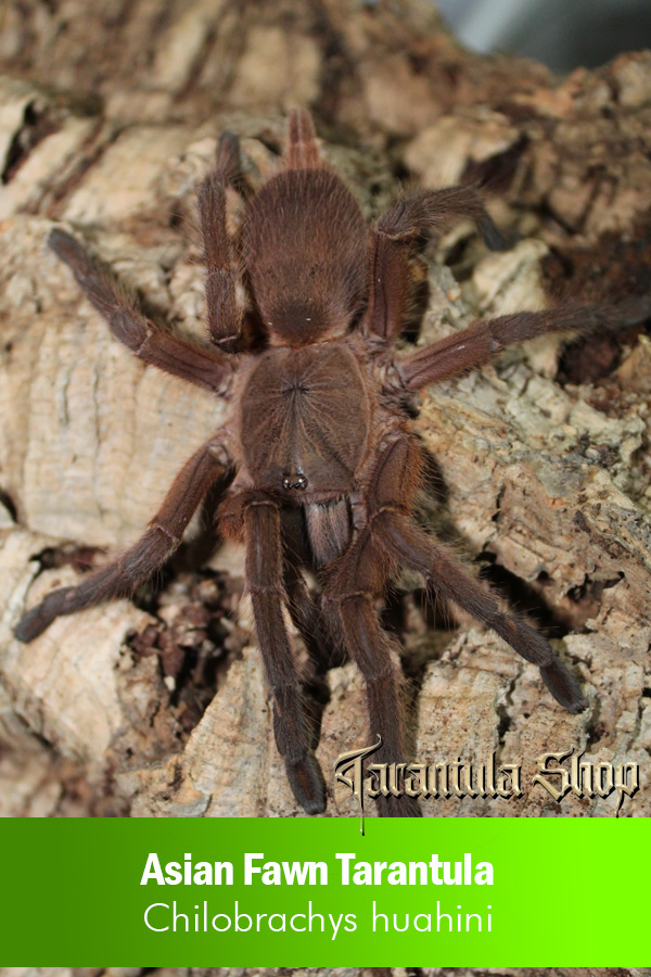 Asian Fawn Tarantula – Chilobrachys huahini (Female)