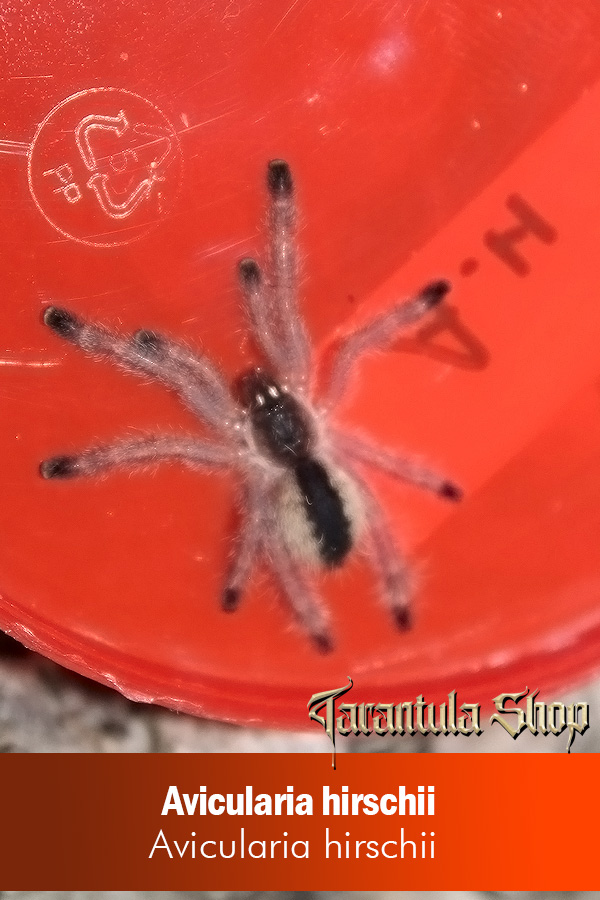 Avicularia hirschii