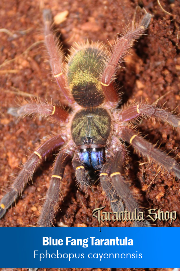 Blue Fang Tarantula – Ephebopus cayennensis