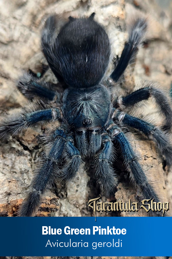 Blue Green Pinktoe – Avicularia geroldi