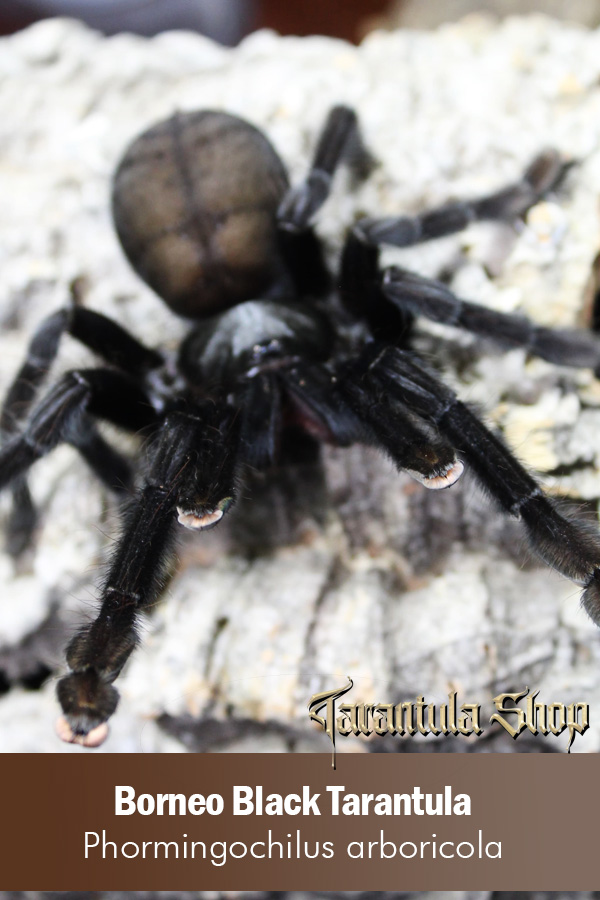 Borneo Black Tarantula – Phormingochilus arboricola