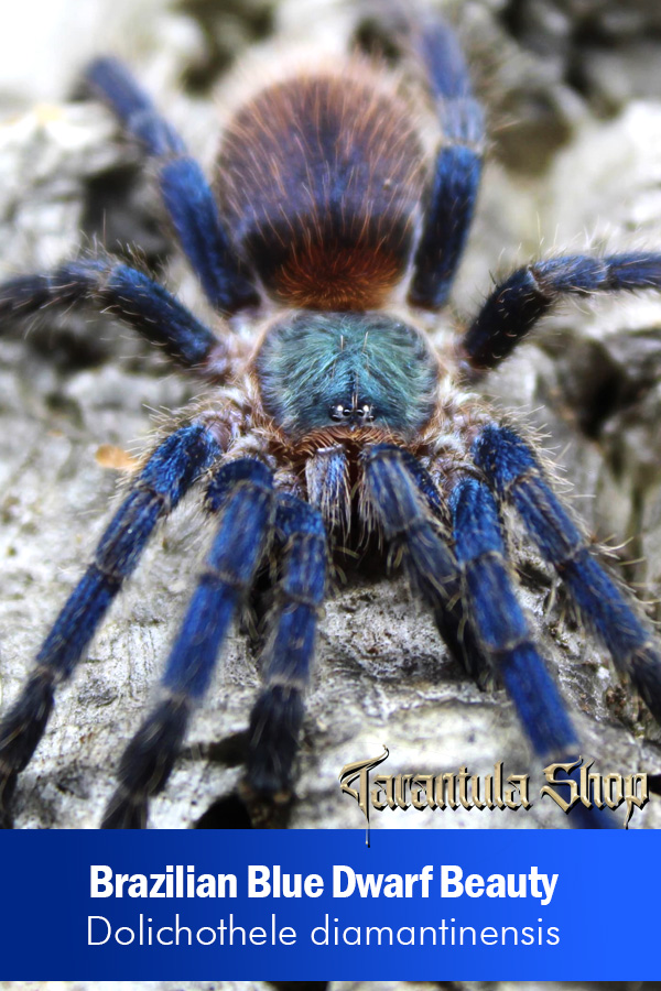 Brazilian Blue Dwarf Beauty – Dolichothele diamantinensis