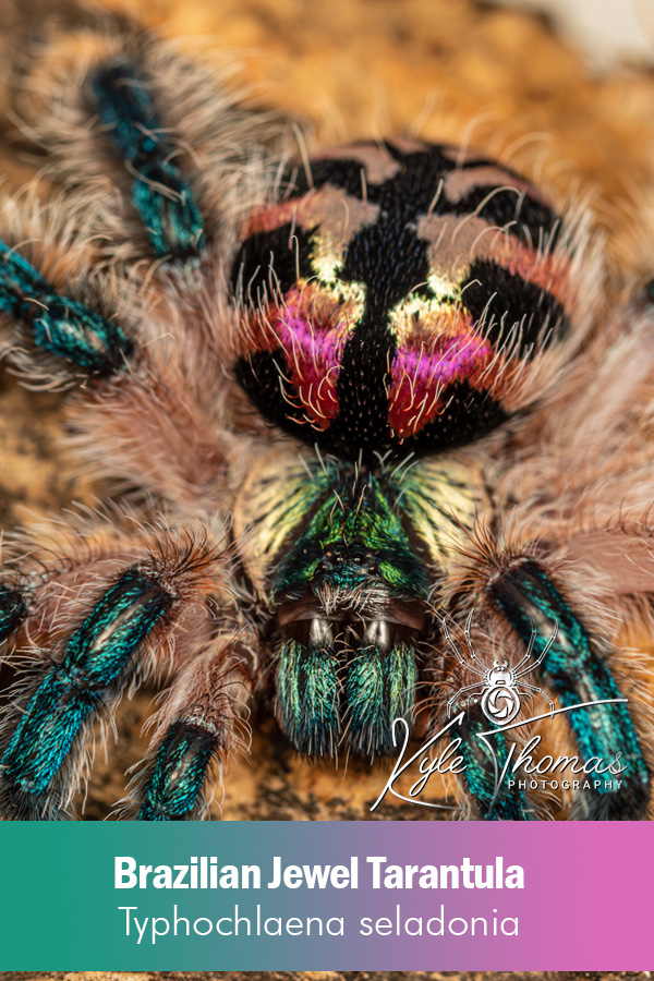 Brazilian Jewel Tarantula – Typhochlaena seladonia