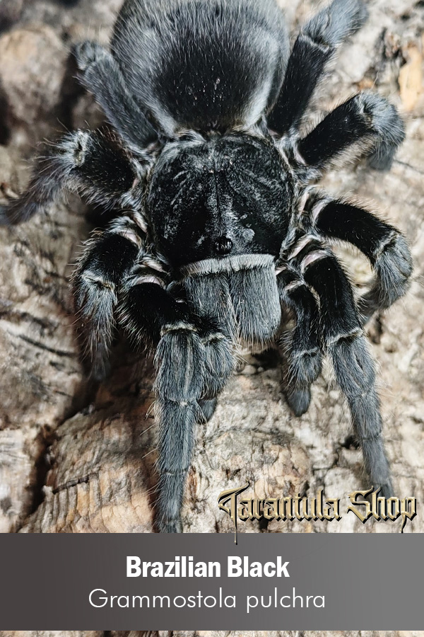 Brazilian Black – Grammostola pulchra (Juvenile)