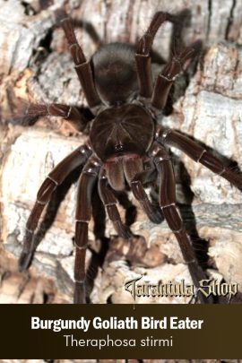 Burgundy Goliath Bird Eater – Theraphosa stirmi (Sling)