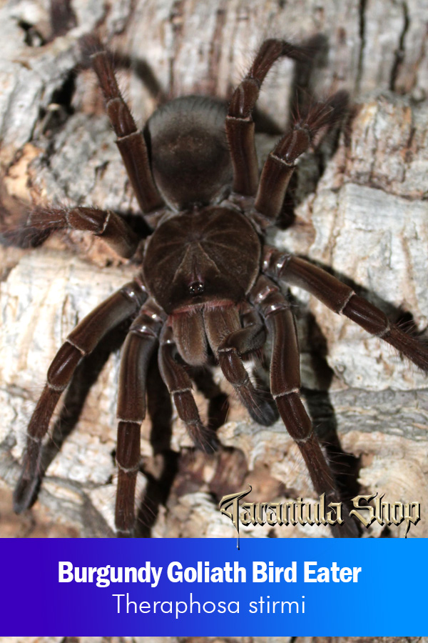 Burgundy Goliath Bird Eater – Theraphosa stirmi (Breeding Pair) 16CM+