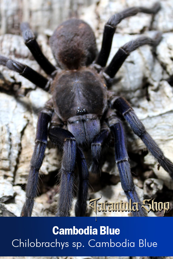 Cambodia Blue – Chilobrachys sp. Cambodia Blue