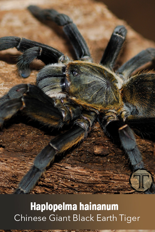 Chinese Giant Black Earth Tiger – Haplopelma hainanum