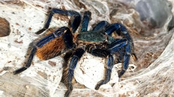 Chromatopelma Cyaneopubescens BR2 – Green Bottle Blue