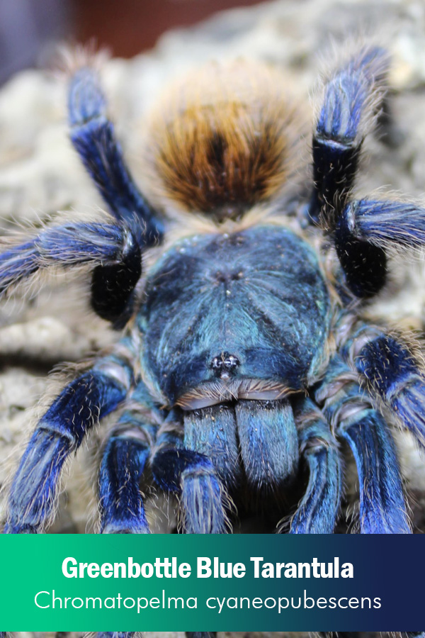 Greenbottle Blue – Chromatopelma cyaneopubescens (Female) 10cm – 12cm