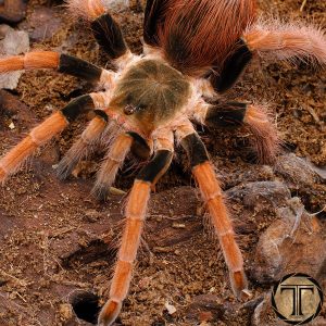 Colombian Giant Tarantula Megaphobema robustum