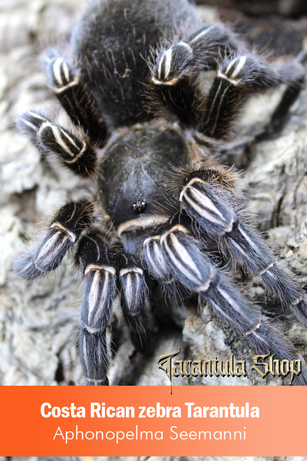 Costa Rican zebra Tarantula – Aphonopelma Seemanni