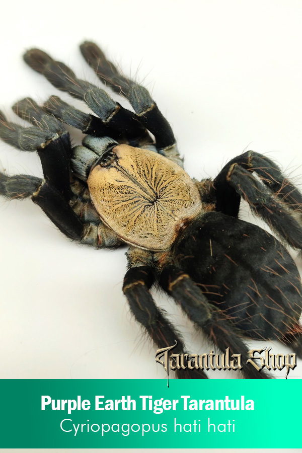 Purple Earth Tiger – Cyriopagopus hati hati (Female)