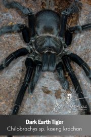 Dark Earth Tiger – Chilobrachys sp. Kaeng Krachan