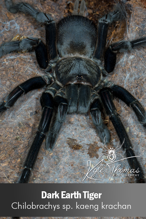 Dark Earth Tiger – Chilobrachys sp. Kaeng Krachan Clone (Juvenile)