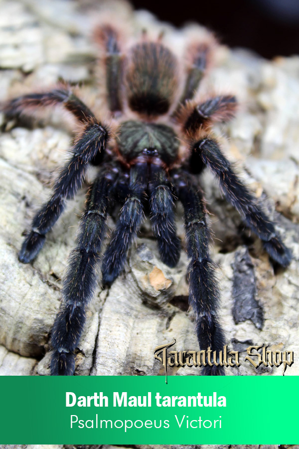 Darth Maul tarantula – Psalmopoeus Victori