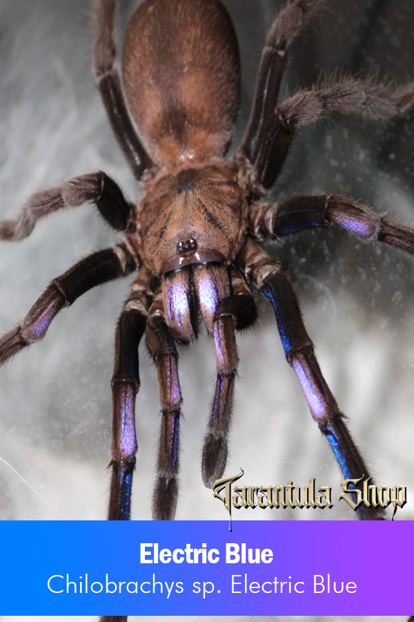 Electric Blue – Chilobrachys sp. Electric Blue