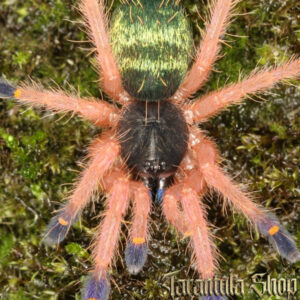 Ephebopus cyanognathus