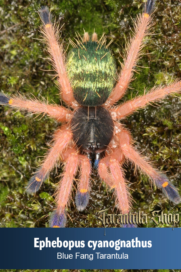 Blue Fang Tarantula – Ephebopus cyanognathus