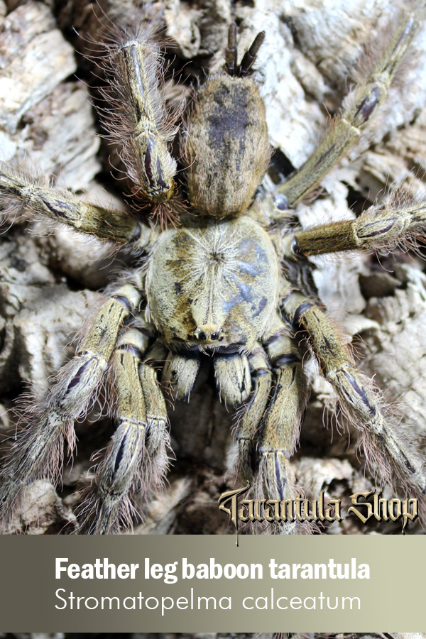 Feather leg baboon tarantula – Stromatopelma calceatum