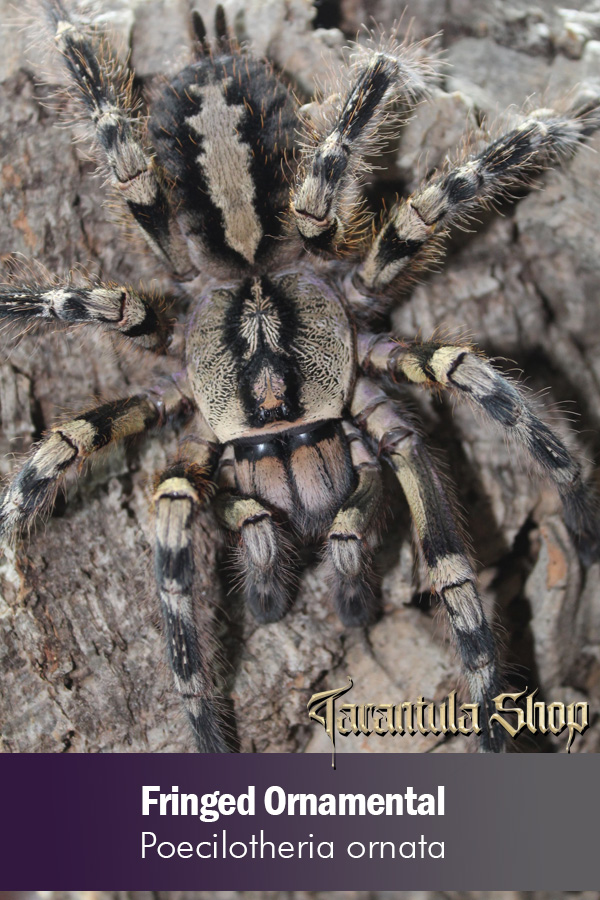 Fringed Ornamental – Poecilotheria ornata