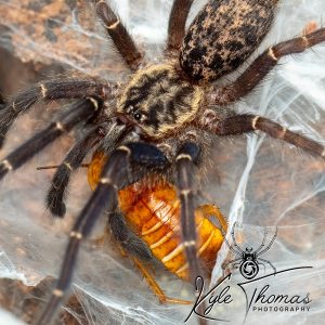 Gabon Blue Dwarf Tarantula Heterothele gabonensis