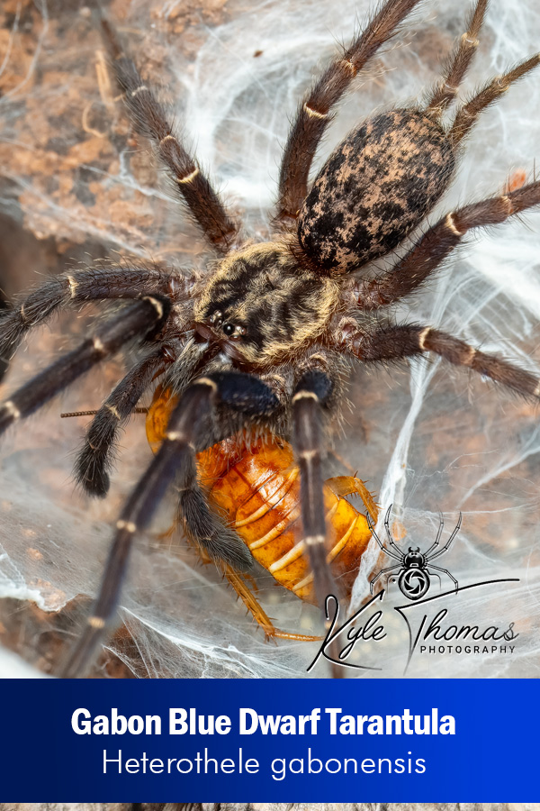 Gabon Blue Dwarf Tarantula – Heterothele gabonensis (Sling)