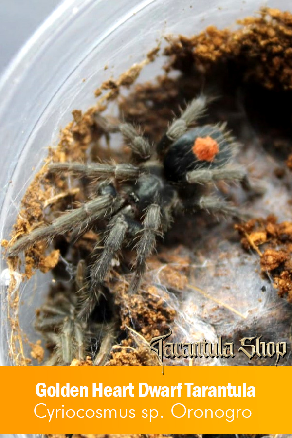 Golden Heart Dwarf Tarantula – Cyriocosmus sp. Oronogro