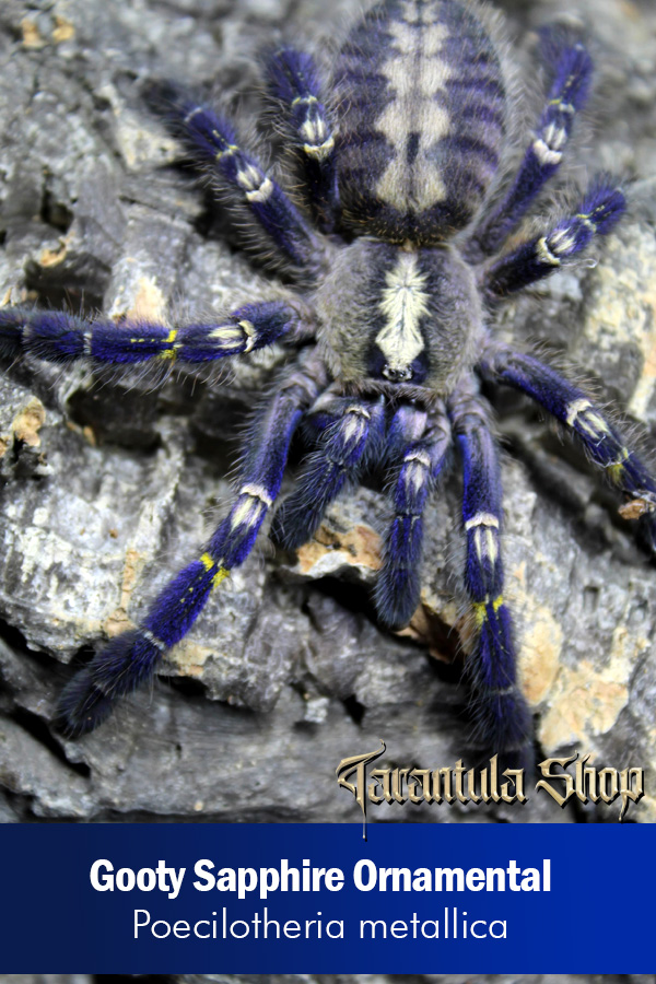 Gooty Sapphire Ornamental – Poecilotheria metallica