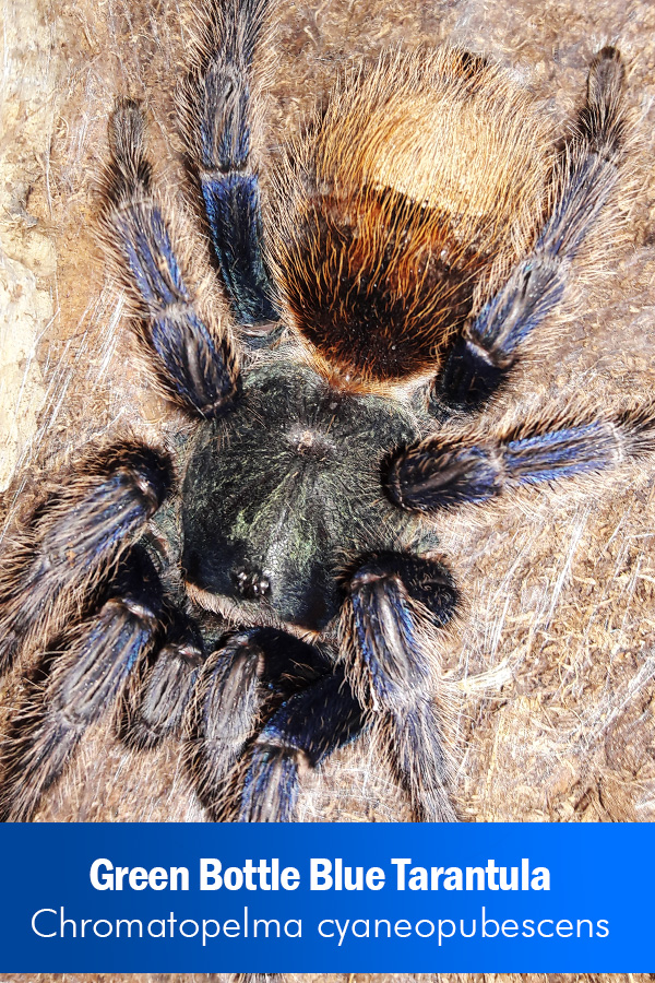 Greenbottle Blue – Chromatopelma cyaneopubescens (Sling)