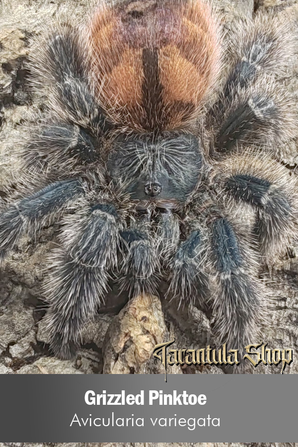 Grizzled Pinktoe – Avicularia variegata