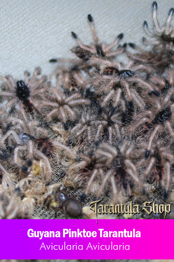 Guyana Pinktoe – Avicularia Avicularia