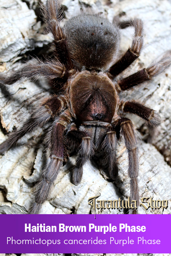 Haitian Brown Purple Phase – Phormictopus cancerides Purple Phase