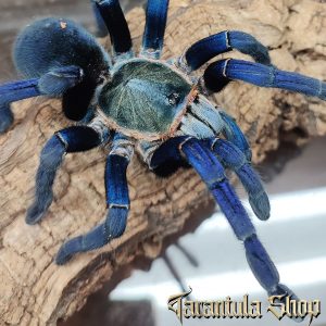 Haplopelma lividum Cobalt blue