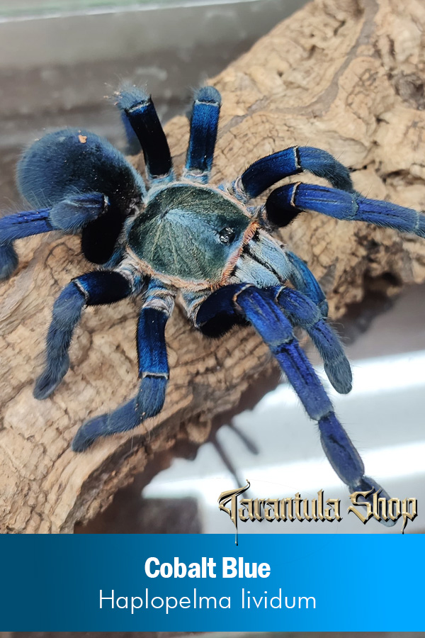 Cobalt Blue Tarantula – Haplopelma lividum