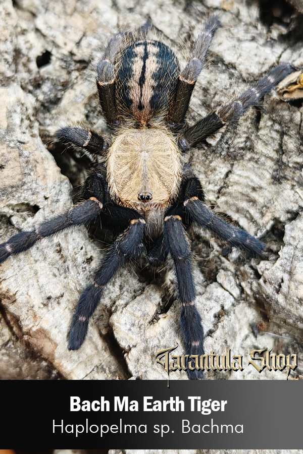 Bach Ma Earth Tiger – Haplopelma sp. Bachma (Juvinile Female)