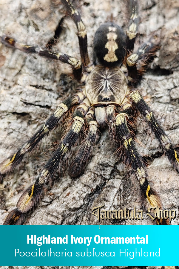 Highland Ivory Ornamental – Poecilotheria subfusca Highland (Female)