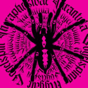 Avicularia sp Ecuador