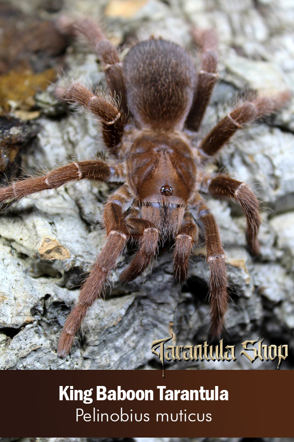 King Baboon Tarantula – Pelinobius muticus