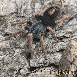 Kochiana brunnipes Brazilian Dwarf Beauty