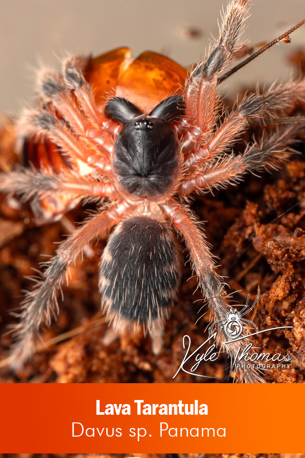 Lava Tarantula – Davus sp. Panama