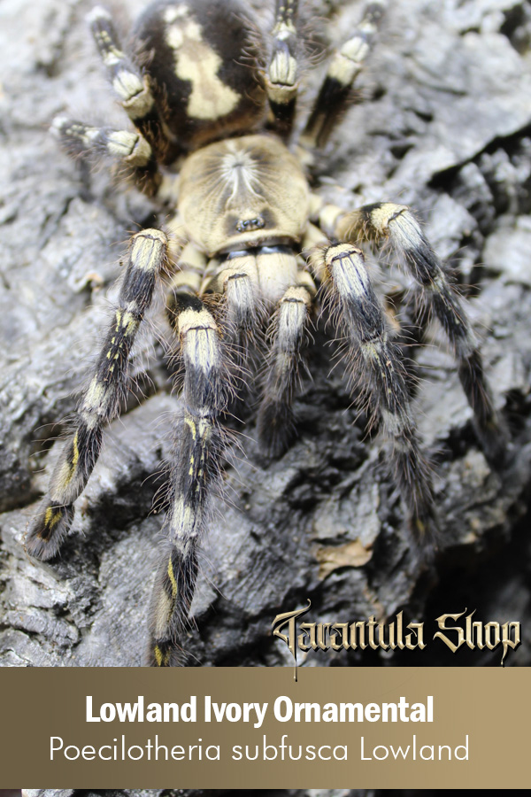 Lowland Ivory Ornamental – Poecilotheria subfusca Lowland