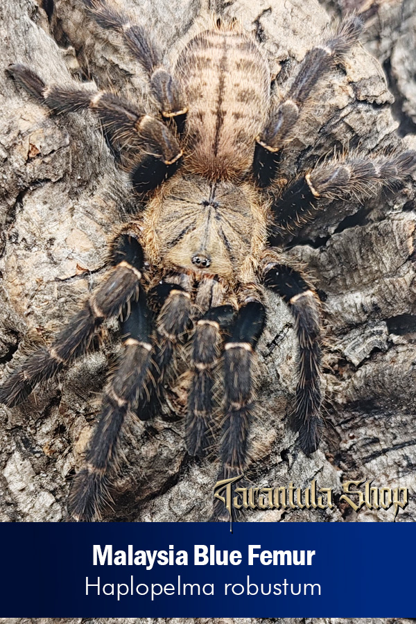 Malaysia Blue Femur – Haplopelma robustum