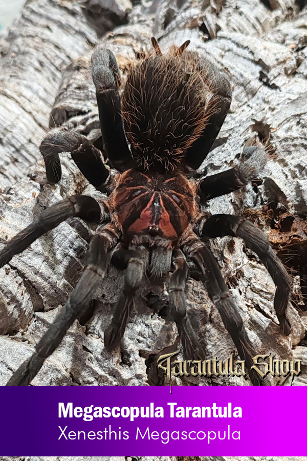 Megascopula Tarantula – Xenesthis Megascopula (Breeding Pair) 16CM