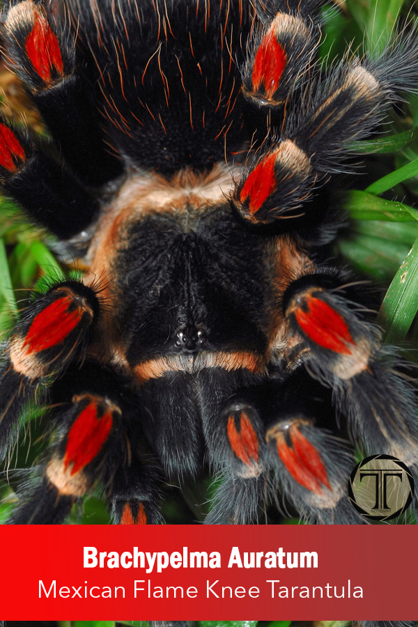 Mexican Flame Knee Tarantula – Brachypelma Auratum 7cm