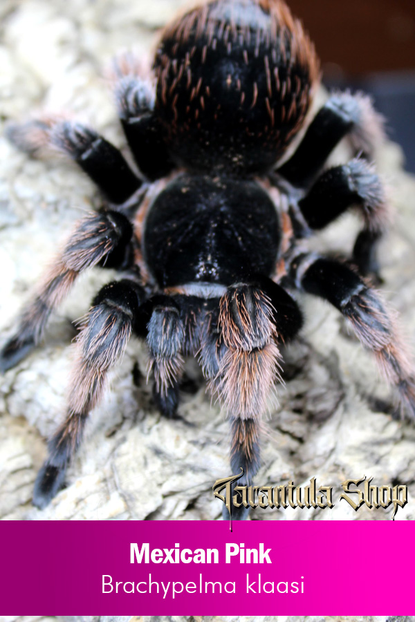 Mexican Pink – Brachypelma klaasi