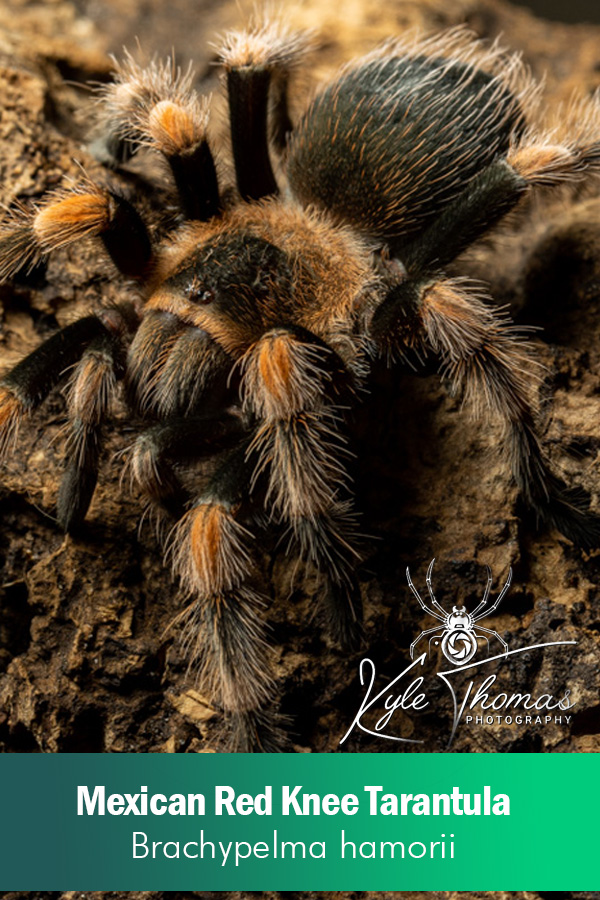 Mexican Red Knee – Brachypelma hamorii (Juvenile)